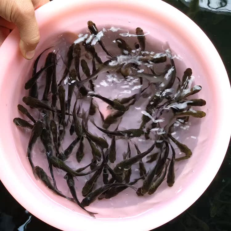 白鲢鱼苗 跳鲢鱼苗 鲢鱼苗 鲢鱼鱼苗 淡水活体鱼苗 白条鱼 包邮|ruв категории животное/Животное питание и принадлежностей, аквариум мира, рыба - от Buy2taobao.com для оказания профессиональной услуги покупки агента Taobao