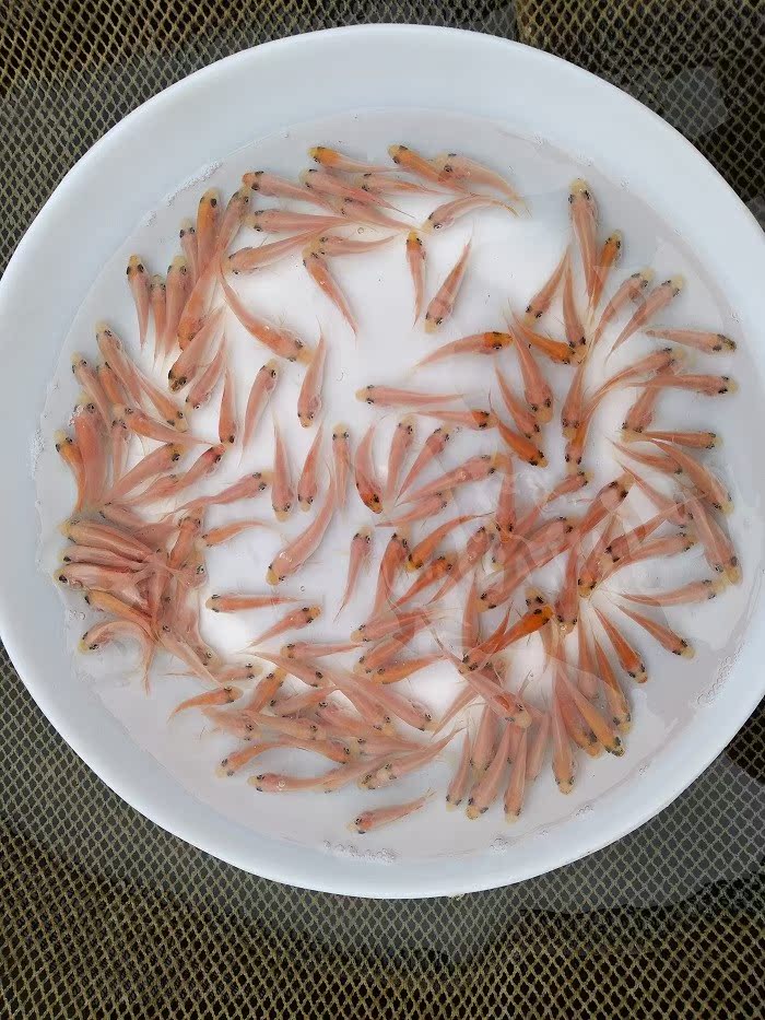 红罗非鱼苗红蜡鱼苗珍珠蜡鱼苗彩虹雕鱼苗淡水活体鱼苗|ruв категории животное/Животное питание и принадлежностей, аквариум мира, рыба - от Buy2taobao.com для оказания профессиональной услуги покупки агента Taobao