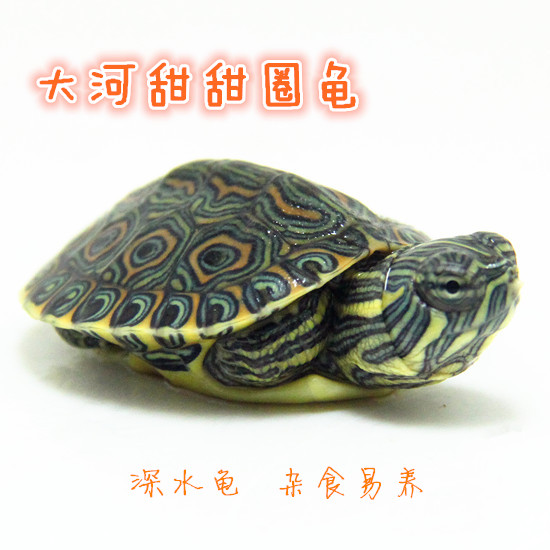 大河甜甜圈龟苗活体甜甜圈东部甜甜圈佛州甜甜圈龟苗深水龟观赏龟在类目 宠物/宠物食品及用品, 水族世界, 龟/鳖中 - 来自Buy2taobao.com提供专业的淘宝代购服务