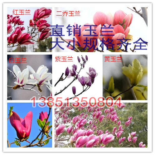 紫玉兰 白玉兰 黄玉兰 二乔玉兰树苗 广玉玉兰苗木苗绿化工程苗木在类目 鲜花速递/花卉仿真/绿植园艺, 花园植物/行道树/果树, 行道树/乔木中 - 来自Buy2taobao.com提供专业的淘宝代购服务