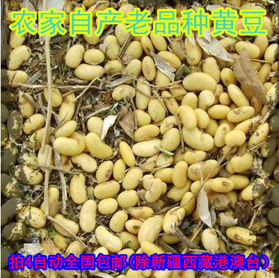 陕北农家老品种农民自产新品杂粮肾形加工营养豆浆豆芽黄豆|msdalam kategori beras/Utara-Selatan barangan kering/perasa, meter/tepung/bijirin, Beans, kacang soya - dari Buy2taobao.com untuk memberikan perkhidmatan ejen Taobao profesional membeli