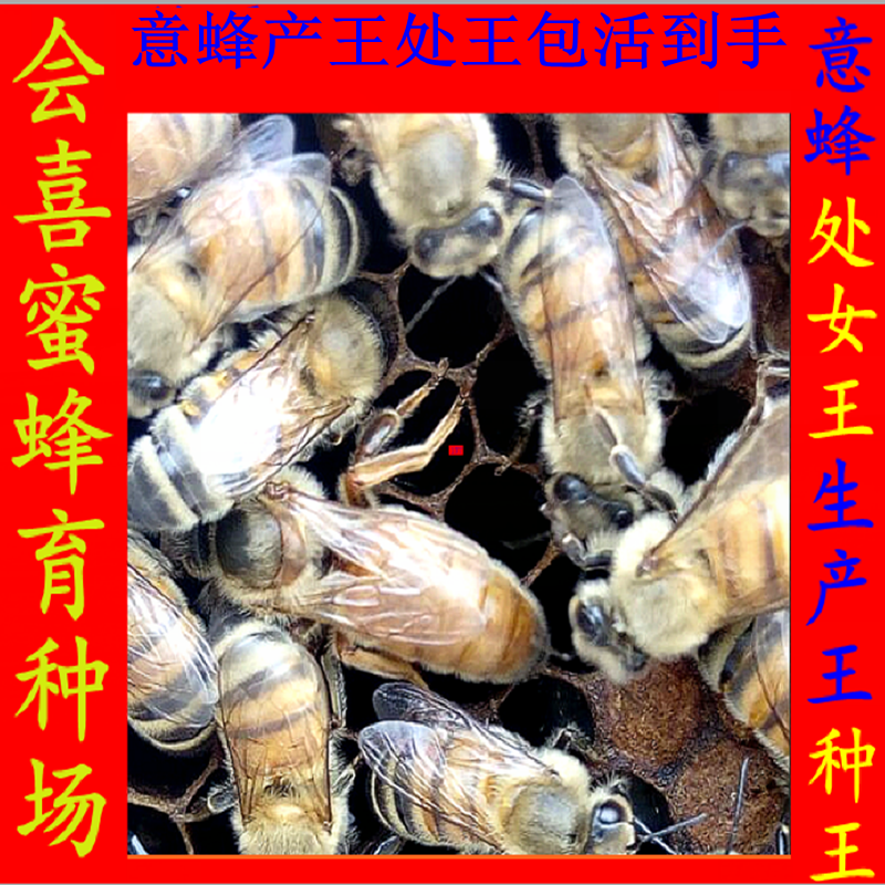 意蜂王 蜂王 蜜王 意蜂蜂王 生产王 高产王 开产王 意蜂处女王在类目 畜牧/养殖物资, 畜牧/养殖设备, 畜牧/养殖器械中 - 来自Buy2taobao.com提供专业的淘宝代购服务