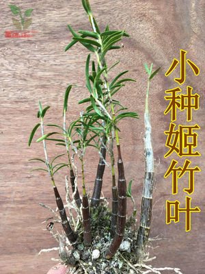 姬竹叶石斛丛苗室内窗台绿植盆栽观赏药用竹叶石斛寄生兰花浓香型