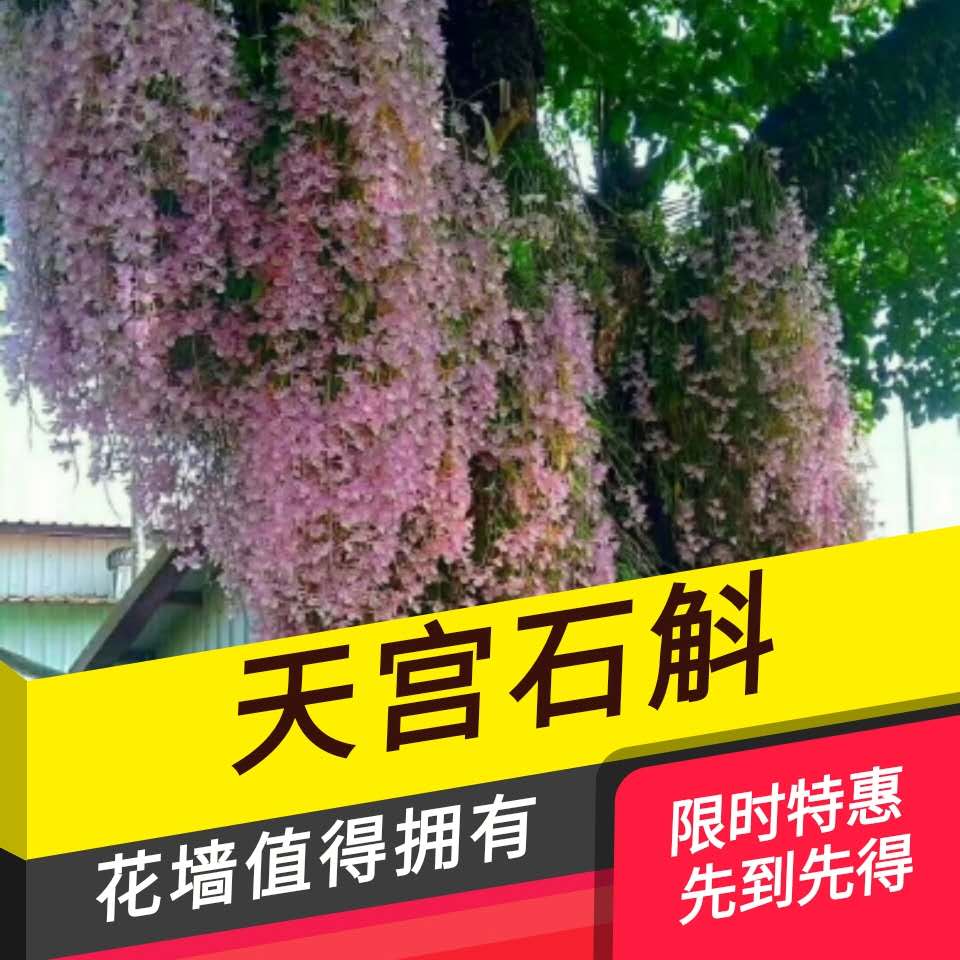 青林谷天宮 兜唇石斛盆栽蘭苗室內庭院窗台挂吊蘭精選綠植花包郵在類目 鮮花速遞/花卉仿真/綠植園藝, 仿真花/綠植/蔬果成品(新), 仿真綠植中 - 來自Buy2taobao.com提供專業的淘寶代購服務