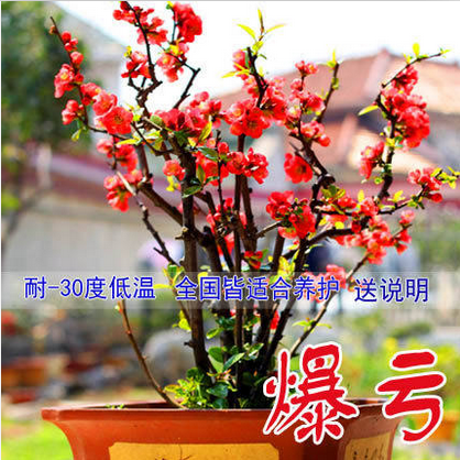 亏本日本海棠苗 室内盆栽海棠花苗 盆景花卉植物 当年开花4年大苗|ruв категории доставка цветов/цветок моделирования/растения садоводства, цветок/растения в горшках (новый), цветок - от Buy2taobao.com для оказания профессиональной услуги покупки агента Taobao