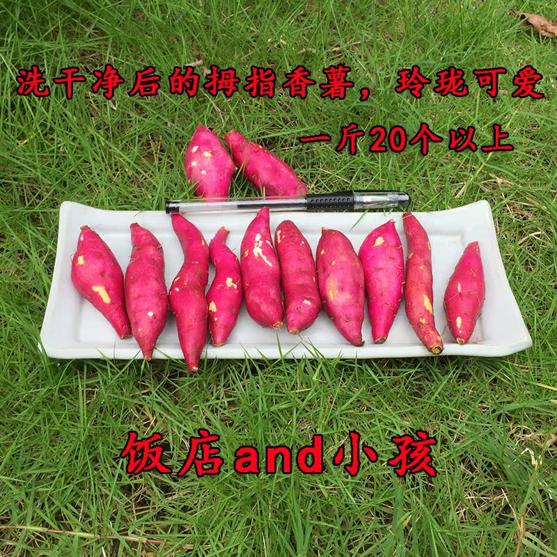 Linan specialty Tianmu Hong potato Redskins Chinese chestnut Sweet potato Sweet potato Farm trumpet Goldfinger 10 Jinin the Aquatic meat/Fresh fruits and vegetables/Cooked , Fresh vegetables/Vegetable products , Fresh vegetables , Sweet potato category - from Buy2taobao.com to provide professional Taobao agent buy service