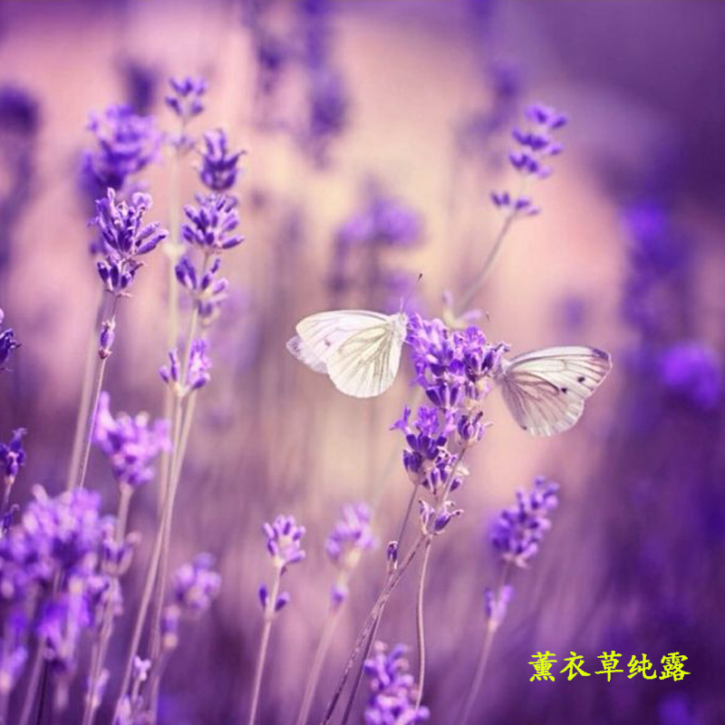 薰衣草纯露/迷迭香/薄荷纯露天然补水喷雾保湿爽肤水滋润花水精油在类目 美容护肤/美体/精油, 精油芳疗, 纯露/花水中 - 来自Buy2taobao.com提供专业的淘宝代购服务