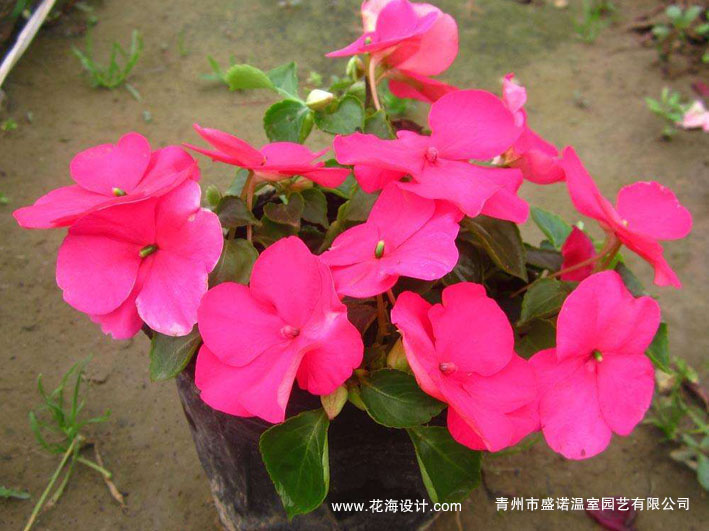 Impatiens Gerbera Florists National Day Chrysanthemum Seedlings Calendula Potted plant Golden leaf sweet potato Veronicain the Flower delivery/Flowers simulation/Plants gardening , Flowers/Potted plants (New) , Flowers category - from Buy2taobao.com to provide professional Taobao agent buy service