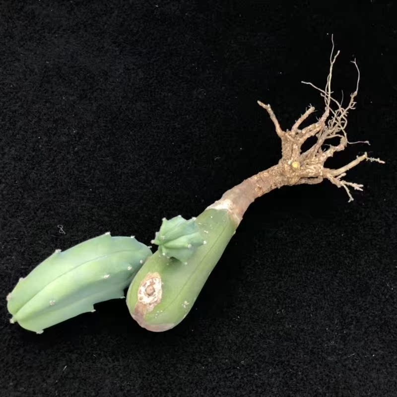 Myrtillocactus geometrizans Real life old pile One thing a shot The garden of uyein the Flower delivery/Flowers simulation/Plants gardening , Flowers/Potted plants (New) , Succulents category - from Buy2taobao.com to provide professional Taobao agent buy service