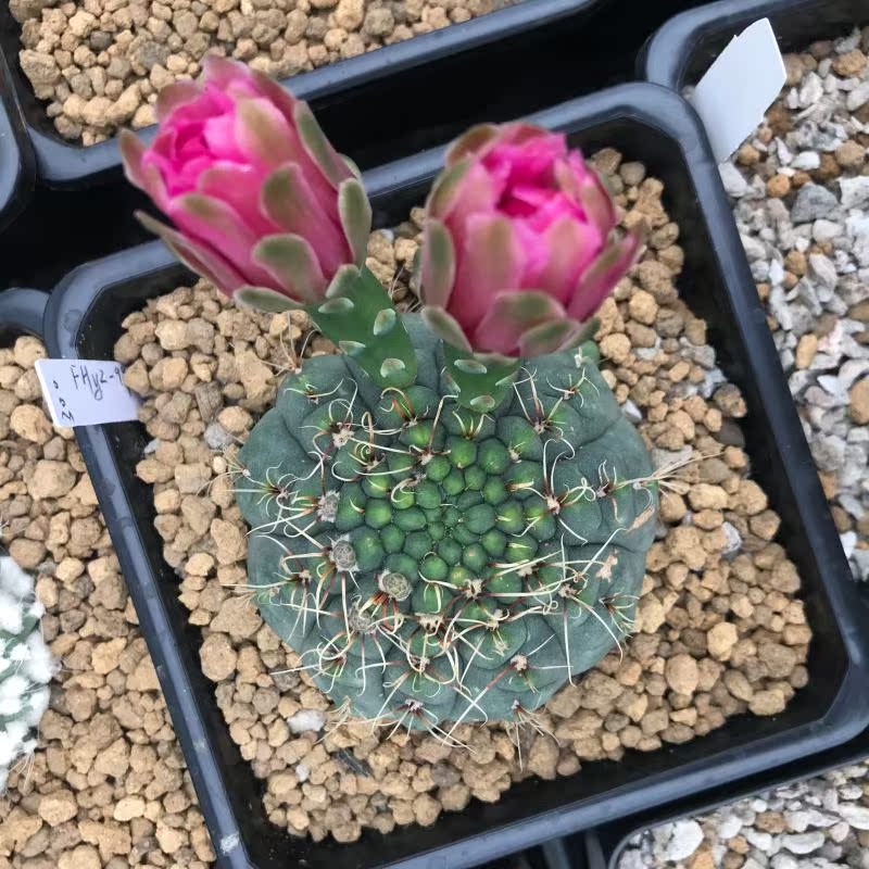 7.1 + 3.3 + 2.2 centimeter Huayushi Bloom Seedling One thing a shot The garden of uyein the Flower delivery/Flowers simulation/Plants gardening , Flowers/Potted plants (New) , Succulents category - from Buy2taobao.com to provide professional Taobao agent buy service