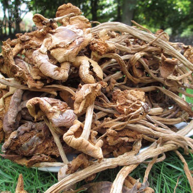 (3斤包邮)新货 优质福建茶树菇250g 无锡网上粮店|msdalam kategori beras/Utara-Selatan barangan kering/perasa, Utara-Selatan barangan kering/daging Kering, kering/Native, kelas cendawan - dari Buy2taobao.com untuk memberikan perkhidmatan ejen Taobao profesional membeli
