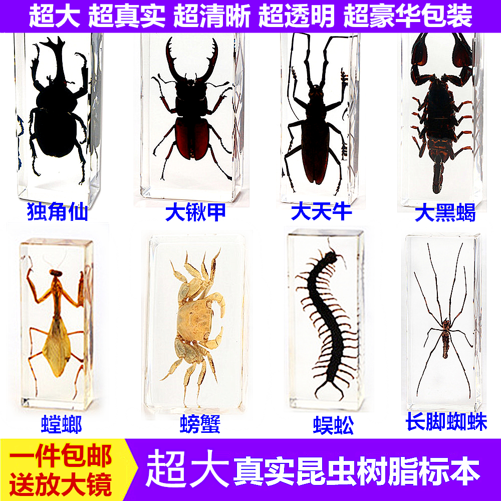 真实透明动物昆虫标本树脂蜈蚣蝎子螳螂蝗虫蜘蛛科学实验大型真虫|ruв категории игрушка/коляска/головоломка/блоки/модель, обучения/эксперимент/живопись канцелярские принадлежности, научный эксперимент - от Buy2taobao.com для оказания профессиональной услуги покупки агента Taobao