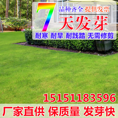 草坪种子四季青不修剪耐践踏狗牙根黑麦草籽小区护坡耐寒绿化专用