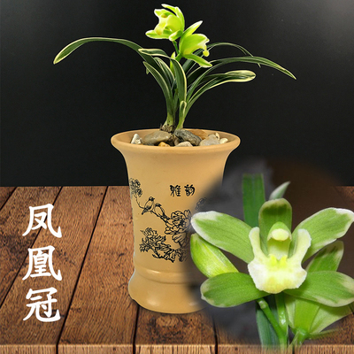 兰花 凤凰冠 建兰四季兰 兰花苗 迷你型金边矮种 花卉