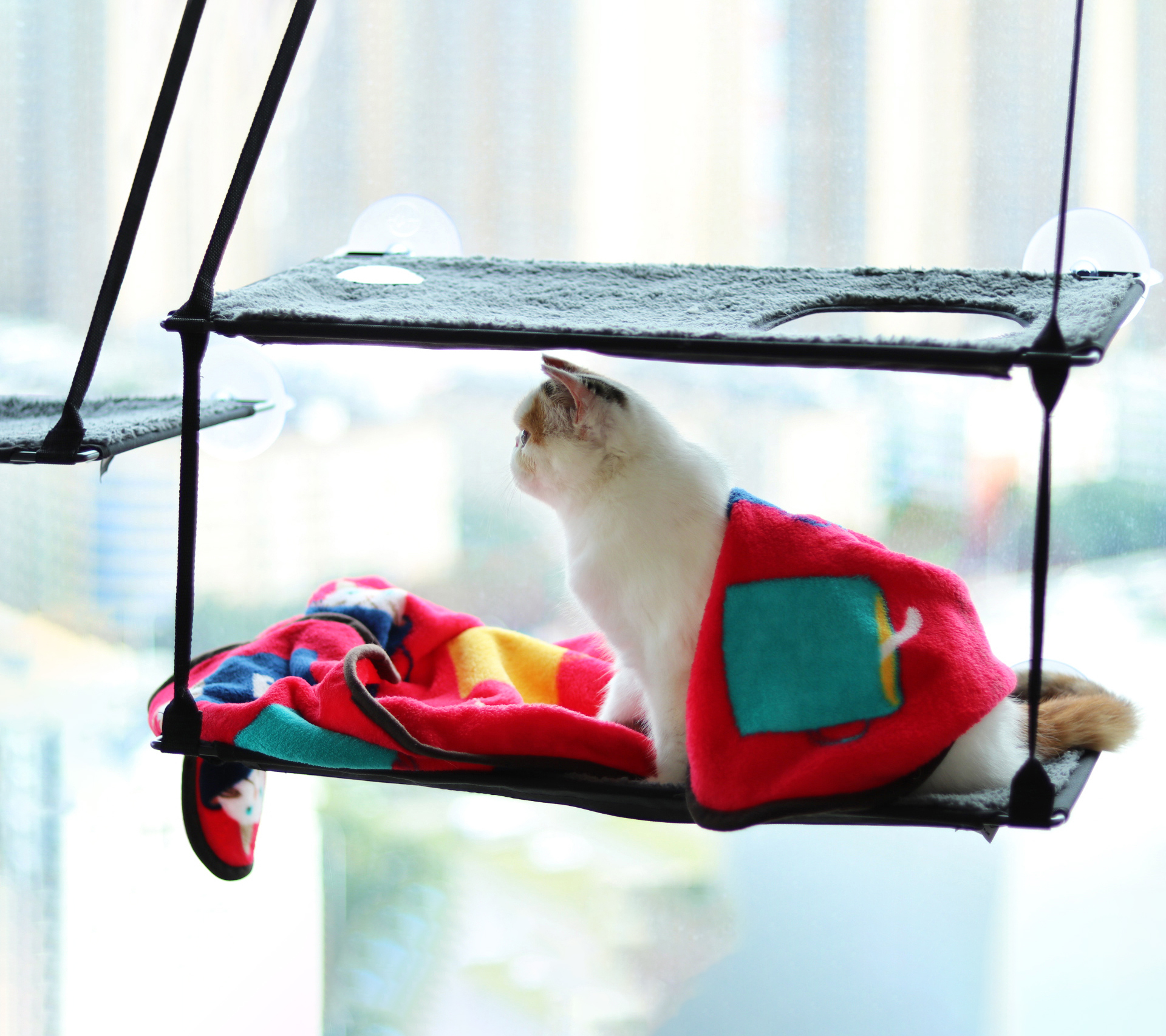 猫咪吊床美国k&h可拆洗幼成猫爬架玩具保暖猫窝抓柱跳台猫用品树在类目 宠物/宠物食品及用品, 猫/狗玩具, 猫爬架中 - 来自Buy2taobao.com提供专业的淘宝代购服务