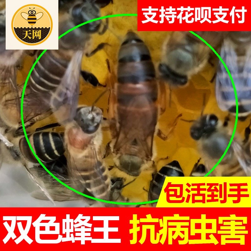 2018年10月開産新王中華蜜蜂中蜂産王雙色蜂王開産王産卵王在類目 玩具/童車/益智/積木/模型, 仿真/過家家玩具, 其它仿真玩具中 - 來自Buy2taobao.com提供專業的淘寶代購服務