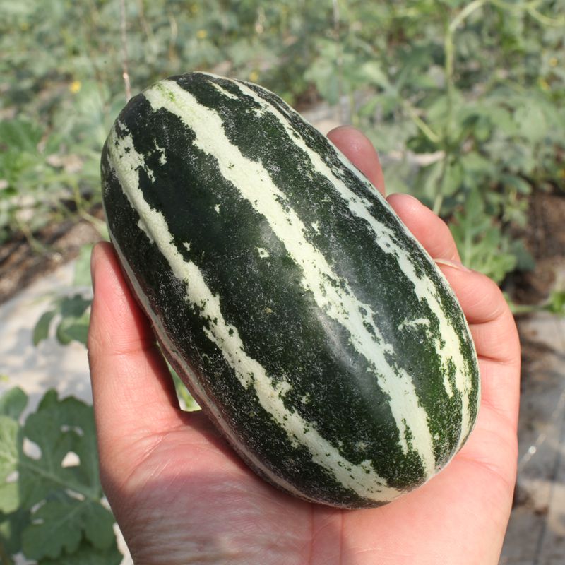 密云新鲜水果大地香瓜花纹网纹香瓜2个约1.5斤|msdalam kategori daging perikanan/Buah-buahan segar dan sayur-sayuran/dimasak, buah-buahan segar, lain - dari Buy2taobao.com untuk memberikan perkhidmatan ejen Taobao profesional membeli