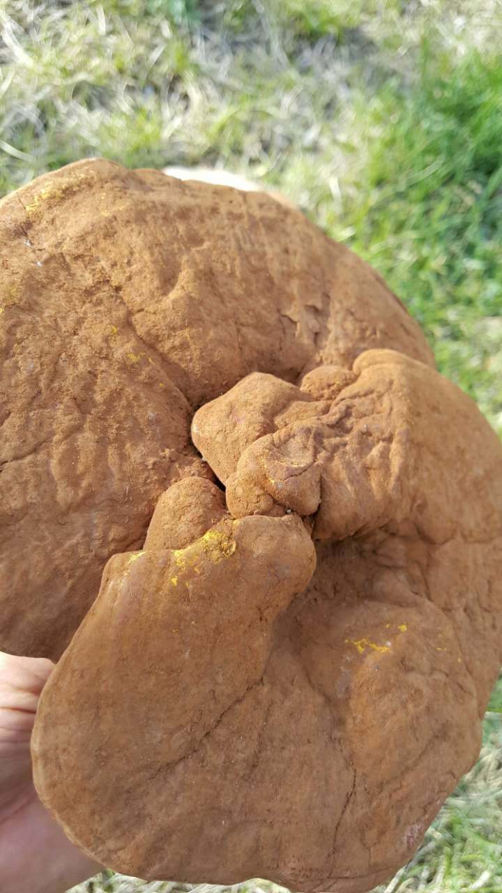 Northeast Forest specialty wild Crimson Ganoderma lucidum Mushroom Pruning Free of charge section Mill Applanatumin the Traditional nourishing food , Ganoderma , Pruning Ganoderma category - from Buy2taobao.com to provide professional Taobao agent buy service