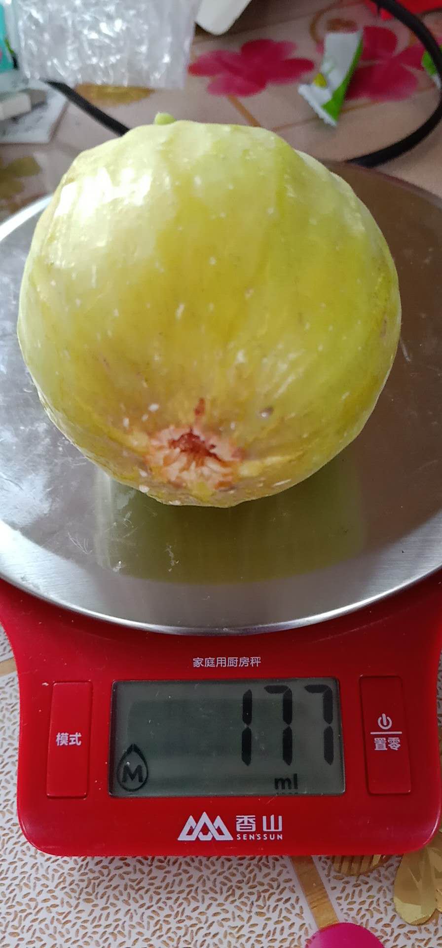 大連發貨無花果無花果盆栽第五季無花果巴老耐壹年苗嫁接苗在類目 鮮花速遞/花卉仿真/綠植園藝, 花園植物/行道樹/果樹, 行道樹/喬木中 - 來自Buy2taobao.com提供專業的淘寶代購服務
