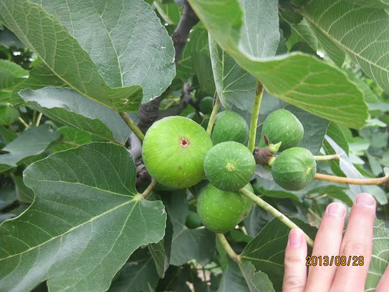 正品大连发货威海青皮第五季无花果二年生栽苗在类目 鲜花速递/花卉仿真/绿植园艺, 花园植物/行道树/果树, 行道树/乔木中 - 来自Buy2taobao.com提供专业的淘宝代购服务