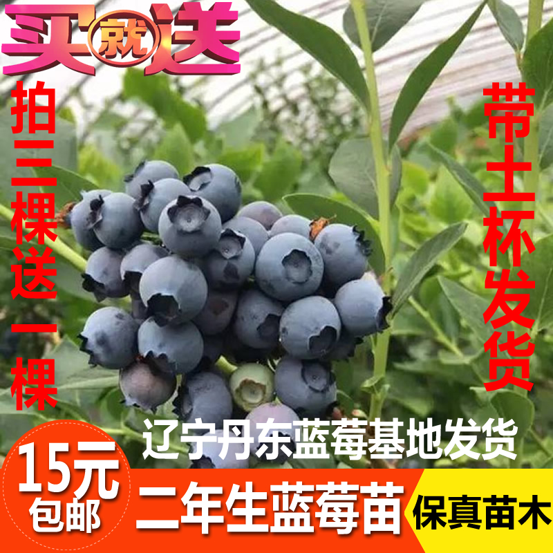 藍莓苗藍莓樹苗盆栽 南方北方種植果樹苗 家庭盆栽地栽 結果大苗在類目 鮮花速遞/花卉仿真/綠植園藝, 花園植物/行道樹/果樹, 果樹中 - 來自Buy2taobao.com提供專業的淘寶代購服務
