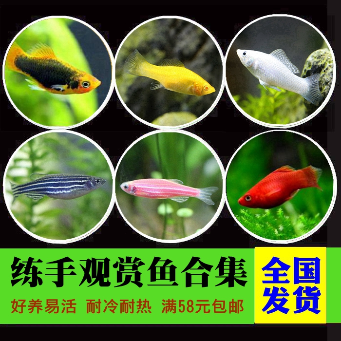 小型淡水觀賞魚斑馬魚瑪麗魚金元寶魚招財風水魚冷水魚草缸魚活體在類目 寵物/寵物食品及用品, 水族世界, 魚中 - 來自Buy2taobao.com提供專業的淘寶代購服務