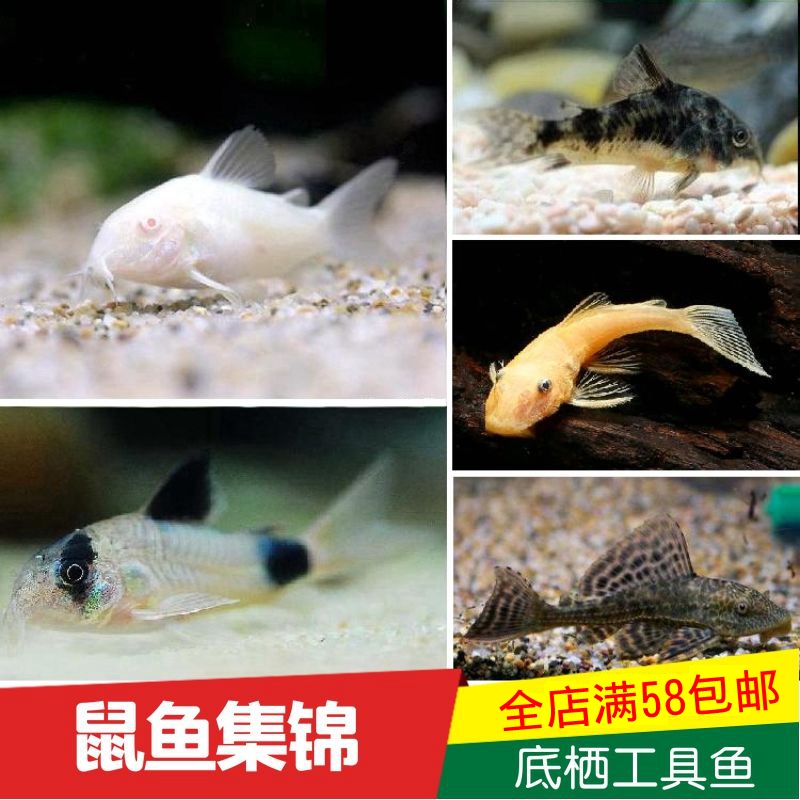 鼠魚清道夫工具魚金苔鼠熊貓花白鼠觀賞魚吃垃圾清潔魚底棲魚活體在類目 寵物/寵物食品及用品, 水族世界, 魚中 - 來自Buy2taobao.com提供專業的淘寶代購服務