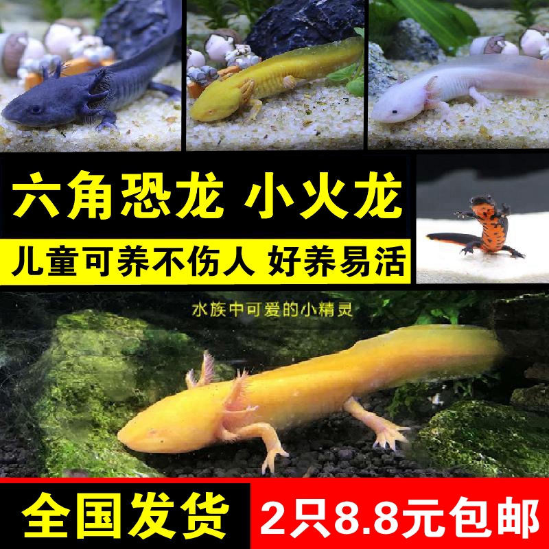 六角恐龙鱼淡水冷水鱼观赏鱼活体宠物东方蝾螈霸王鱼小火龙鱼金鱼|ruв категории животное/Животное питание и принадлежностей, аквариум мира, рыба - от Buy2taobao.com для оказания профессиональной услуги покупки агента Taobao