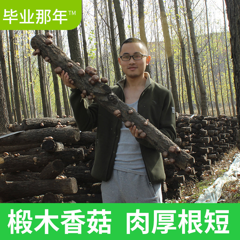 【毕业那年_椴木香菇125gx2袋】金钱菇新鲜冬菇特产干货 肉厚根短|ruв категории зерно риса/север и Юг сухих грузов/приправы, север и Юг сухих грузов/мясо сухих грузов, сухогрузный/родной, грибов - от Buy2taobao.com для оказания профессиональной услуги покупки агента Taobao