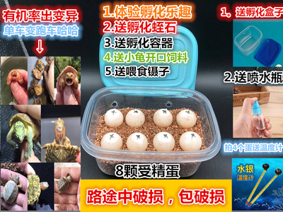 鳄龟蛋草龟蛋东锦蛋西锦蛋剃刀蛋红面蛋巴西龟蛋活体蛋