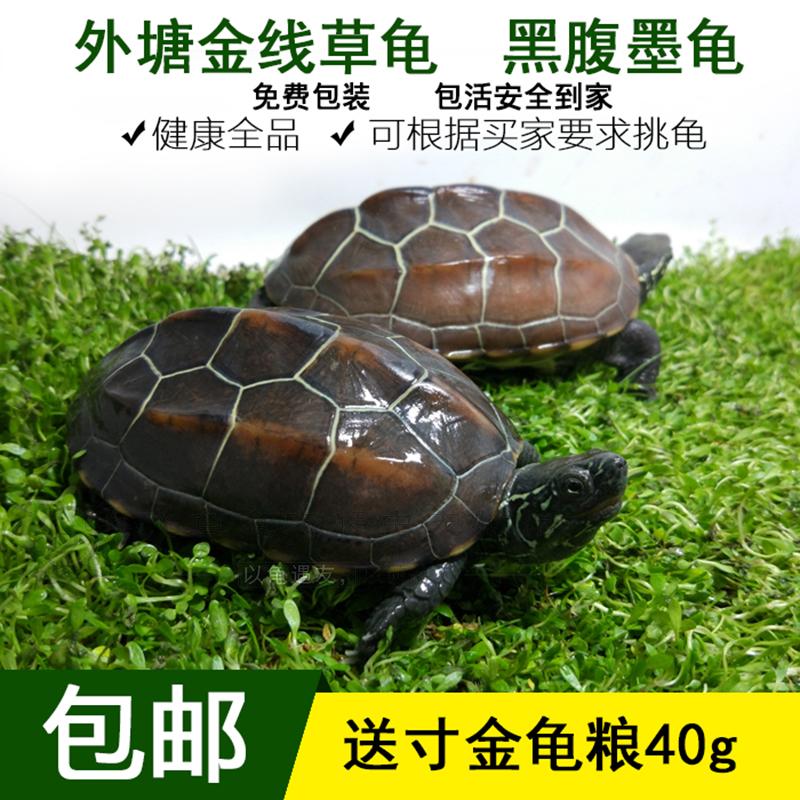 2018包邮中华草龟活体宠物乌龟外塘观赏金线龟水陆风水镇宅半墨龟|ruв категории животное/Животное питание и принадлежностей, аквариум мира, черепаха/черепаха - от Buy2taobao.com для оказания профессиональной услуги покупки агента Taobao