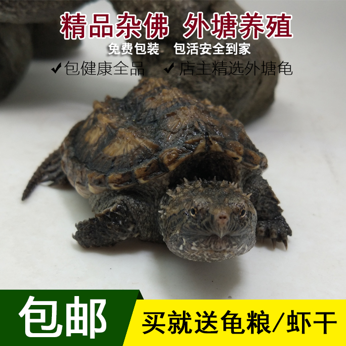 2019另类爬虫活体宠物龟外塘黄壳爆刺杂佛小鳄龟苗观赏龟健康包邮在类目 宠物/宠物食品及用品, 水族世界, 龟/鳖中 - 来自Buy2taobao.com提供专业的淘宝代购服务