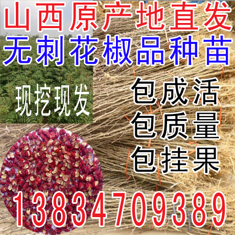 獅子頭花椒樹苗韓城大紅袍花椒苗麻椒樹苗花椒苗花椒苗盆地栽苗在類目 鮮花速遞/花卉仿真/綠植園藝, 花園植物/行道樹/果樹, 果樹中 - 來自Buy2taobao.com提供專業的淘寶代購服務