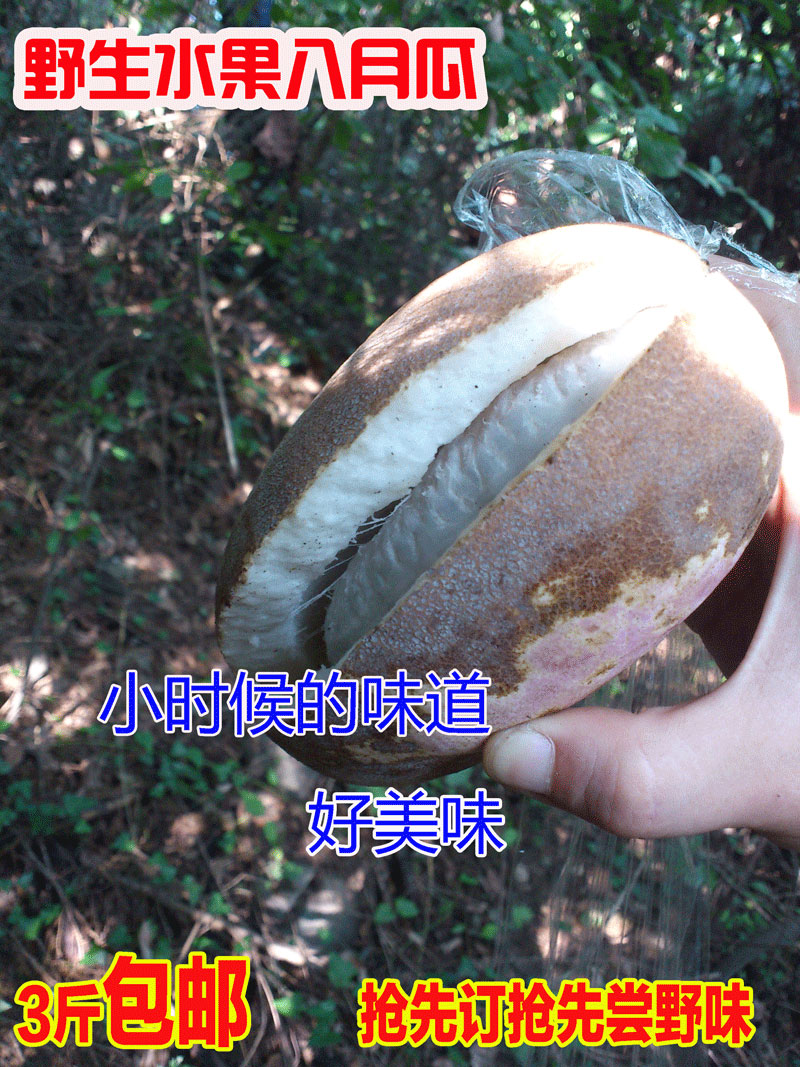 八月发新鲜水果神农架野生八月瓜纯天然八月炸土香蕉预知子3斤在类目 水产肉类/新鲜蔬果/熟食, 新鲜水果, 其它中 - 来自Buy2taobao.com提供专业的淘宝代购服务
