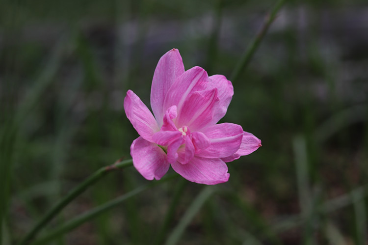 Warm flowers Bulbous Leek orchid Zephyranthes Indonesia RainLily 42 Pink Angel Flower Bulbin the Flower delivery/Flowers simulation/Plants gardening , Flowers/Fruits and vegetables/Lawn seed (New) , Bulbs category - from Buy2taobao.com to provide professional Taobao agent buy service