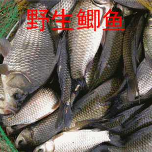自己捕捞新鲜野生鲜活鲫鱼昂刺鱼草鱼黑鱼杂鱼产妇下奶鱼2斤包邮在类目 水产肉类/新鲜蔬果/熟食, 海鲜/水产品/制品, 淡水鱼类中 - 来自Buy2taobao.com提供专业的淘宝代购服务