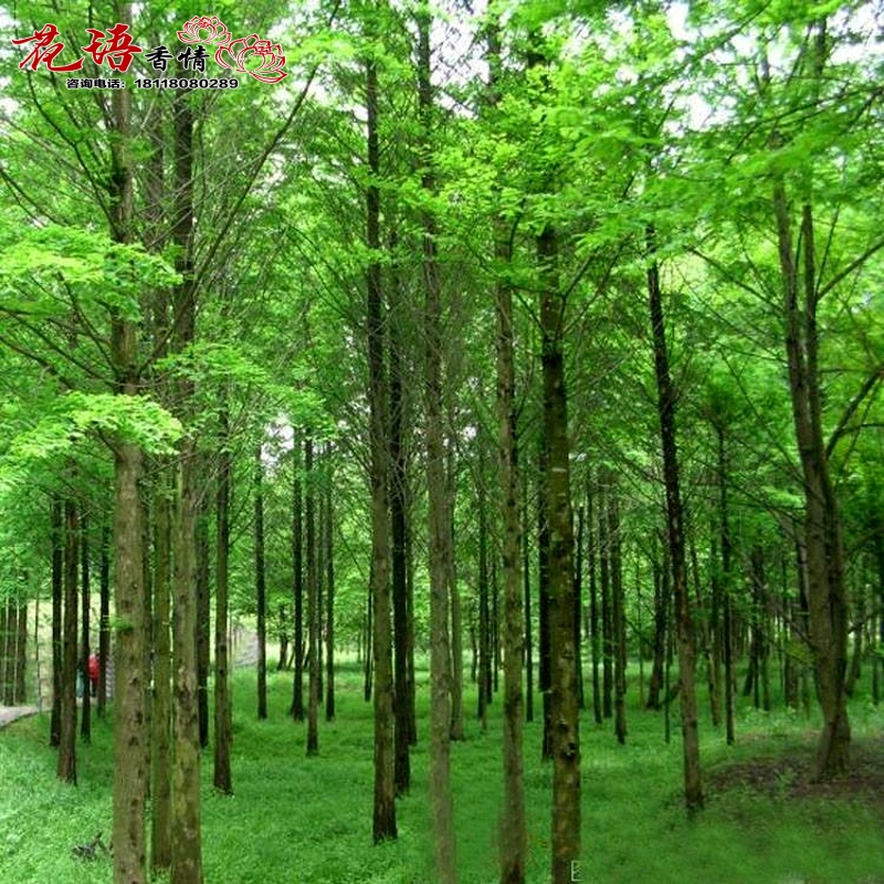 水杉树苗水杉小苗水杉树占地绿化风景树基地直接挖苗发货|msdalam kategori penghantaran bunga/bunga simulasi/tumbuhan berkebun, 花园植物/行道树/果树, 行道树/乔木 - dari Buy2taobao.com untuk memberikan perkhidmatan ejen Taobao profesional membeli