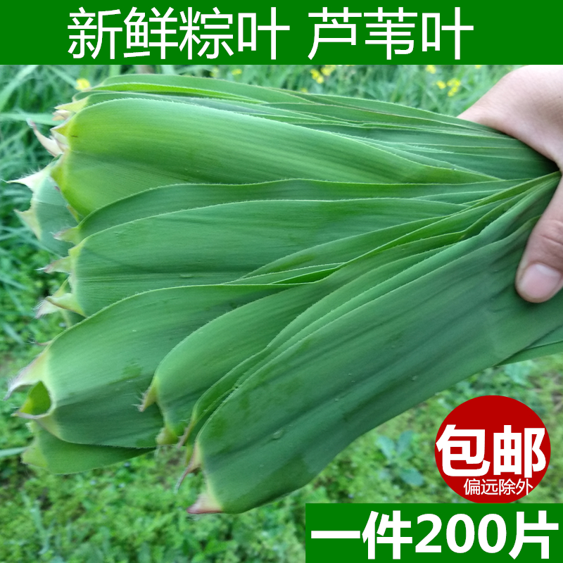 农家野生芦苇叶新鲜粽叶粽子叶柴叶现摘端午包粽子叶200片装苇叶|ruв категории зерно риса/север и Юг сухих грузов/приправы, север и Юг сухих грузов/мясо сухих грузов, сухогрузный/родной, другие - от Buy2taobao.com для оказания профессиональной услуги покупки агента Taobao