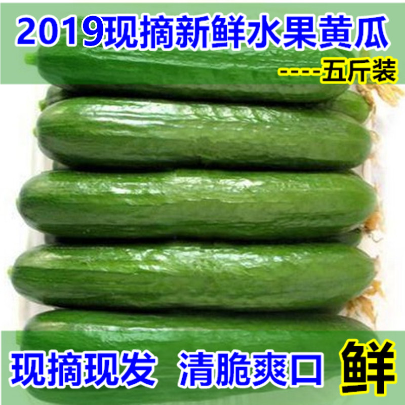 现摘山东新鲜小黄瓜水果黄瓜小青瓜荷兰无刺农家小黄瓜5斤装包邮在类目 水产肉类/新鲜蔬果/熟食, 新鲜蔬菜/蔬菜制品, 新鲜蔬菜, 其它中 - 来自Buy2taobao.com提供专业的淘宝代购服务