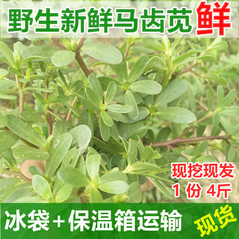 新鲜马齿苋野生五行草马齿长寿菜野菜蔬菜马蜂菜4斤装在类目 水产肉类/新鲜蔬果/熟食, 新鲜蔬菜/蔬菜制品, 新鲜蔬菜, 其它中 - 来自Buy2taobao.com提供专业的淘宝代购服务