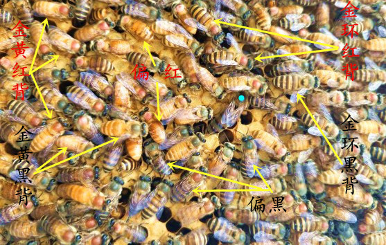Double color Queen Queen Red back King High yield queen bee King of two colorsin the Pet/Pet food and supplies , Other pets , Other pets category - from Buy2taobao.com to provide professional Taobao agent buy service