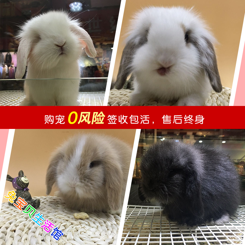 Pet Rabbit Netherlands Lop living thing Dwarf Lion Rabbit Dodge Cat Rabbit Mini Lifelongin the Pet/Pet food and supplies , Rabbits and supplies , Rabbit category - from Buy2taobao.com to provide professional Taobao agent buy service