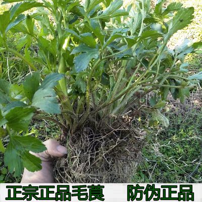 野生新鲜扬子毛茛脚鸭脚板起泡菜毛茛500g茴茴蒜神仙草老虎