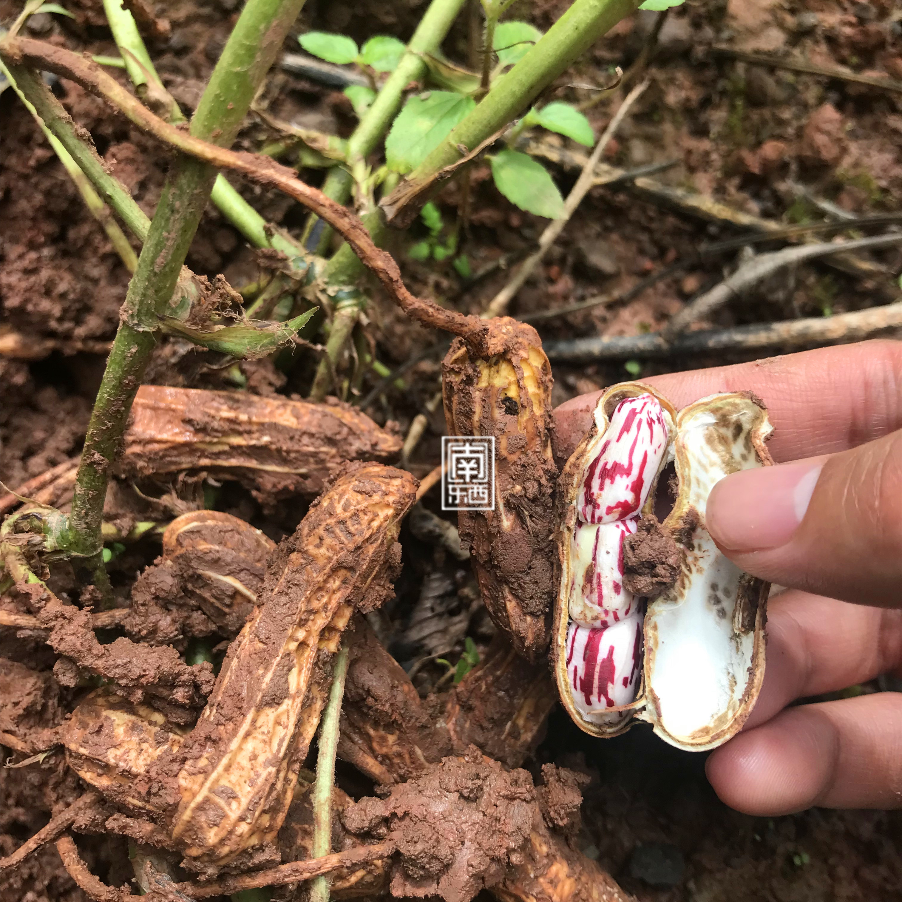 雲南七彩野地花生 新帶殼曬幹花生【兩份包郵 500g/份】在類目 糧油米麪/南北乾貨/調味品, 米/麪粉/雜糧, 其它糧食中 - 來自Buy2taobao.com提供專業的淘寶代購服務