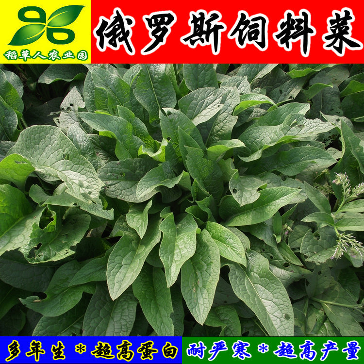 俄羅斯飼料菜種根 聚合草種子 多年生牧草籽豬牛羊雞鴨鵝魚兔包郵在類目 鮮花速遞/花卉仿真/綠植園藝, 花卉/蔬果/草坪種子(新), 家庭園藝種子中 - 來自Buy2taobao.com提供專業的淘寶代購服務