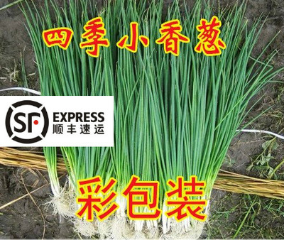 小葱种子 台湾四季小香葱 蔬菜种子 阳台种菜 盆栽 高出芽率包邮