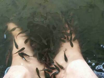 特价亲亲鱼苗星子鱼温泉鱼苗足疗鱼苗美容鱼苗观赏鱼养殖活体
