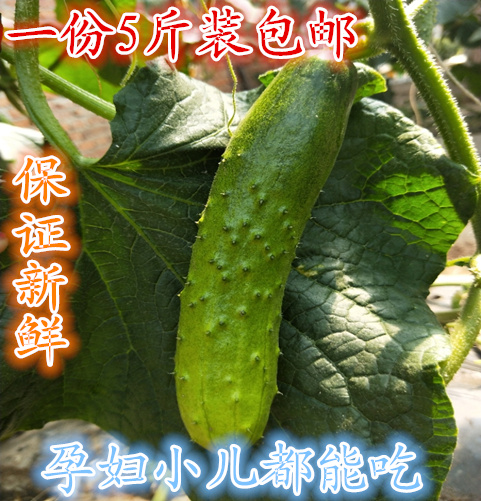 Dandong cucumber Northeast Specialty Farm fresh fruit cucumber pregnant woman Vegetables 5 poundsin the Aquatic meat/Fresh fruits and vegetables/Cooked , Fresh fruit , Other category - from Buy2taobao.com to provide professional Taobao agent buy service