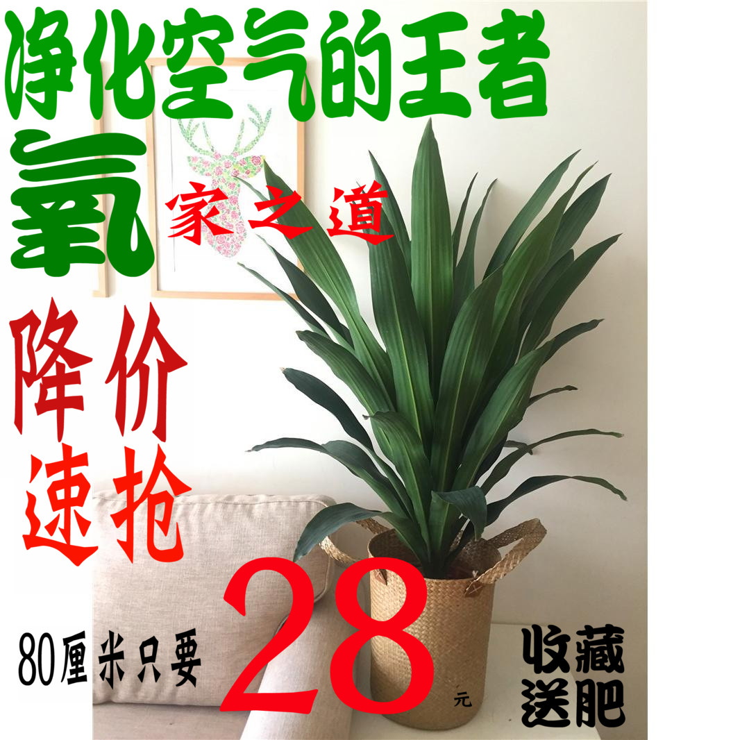 室内盆栽绿植青叶也门铁巴西铁盆栽办公室除甲醛净化空气观叶植物在类目 鲜花速递/花卉仿真/绿植园艺, 花卉/绿植盆栽(新), 绿植中 - 来自Buy2taobao.com提供专业的淘宝代购服务