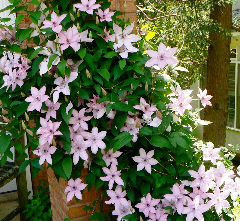 balcony Potted plant Green plant Dream Clematis Multi season Heat courtyard Fujimoto Climbing Climbing Botanyin the Flower delivery/Flowers simulation/Plants gardening , Flowers/Potted plants (New) , Flowers category - from Buy2taobao.com to provide professional Taobao agent buy service